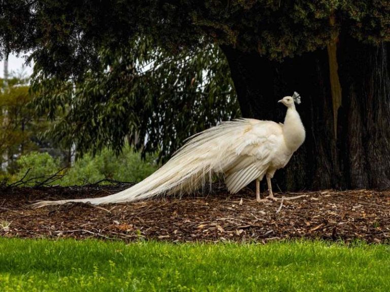 Sale Botanical Gardens